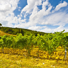 Vineyard in the Autumn