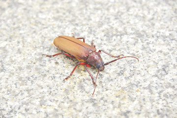 Scarab