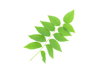 Obraz premium Green leaves isolated on white background.