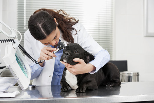 Female Veterinarian Examining Bulldog With Otoscope