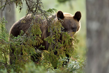 Facing brown bear. Eye to eye with bear. Bear peeking. Glimpse of bear.