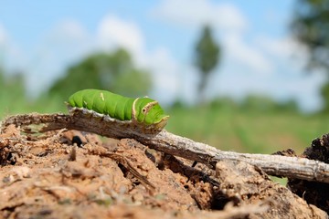 Green caterpillar with nature background.