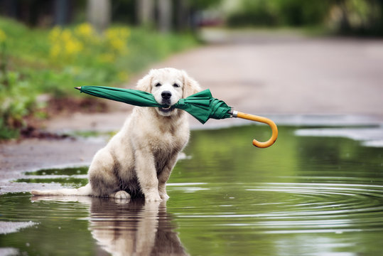 funny puppy sitting in a puddle holding an umbrella