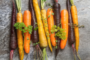 Ripe black, orange and yellow carrots with parsley and thyme. Da