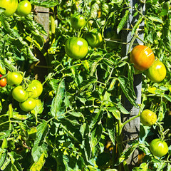 Tomatoes in Vegetable Garden