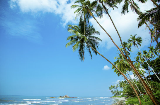 Palm trees on the beach with blue sky background
