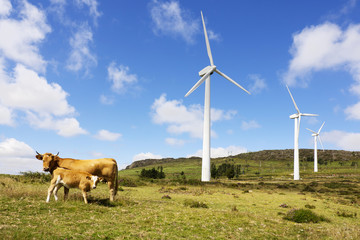 wind turbines with cows and calves in eolic farm , electric wind  generators, renewable energy