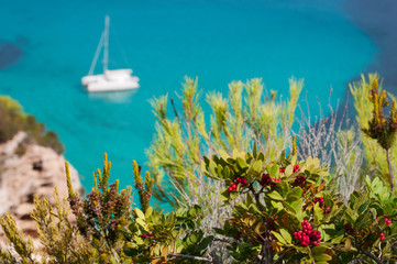 Formentera, Isole Baleari: un cespuglio di bacche rosse e un catamarano nel Mar Mediterraneo sullo...