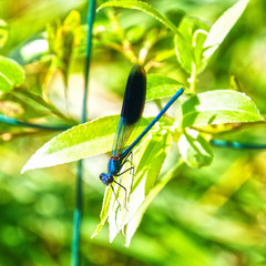 Blue dragonfly sits on a green leaf