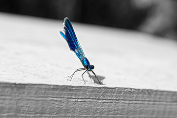 Blue dragonfly taken from a close distance