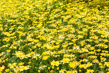 Lots of yellow decorative flowers in garden