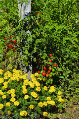 Fototapeta na wymiar Tomatoes in Vegetable Garden