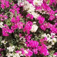 Obraz premium Flowers for your design