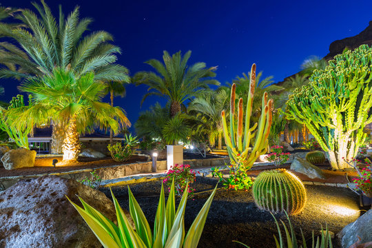 Tropical flora of Gran Canaria island at night, Spain