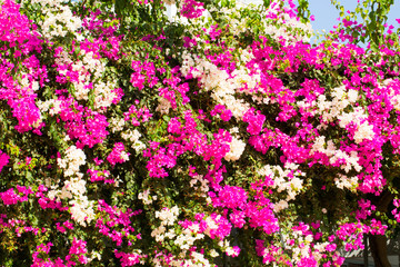 Fototapeta premium Flowers for your design