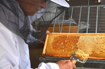 pszczelarz odsklepia ramkę z miodem podczas miodobrania
