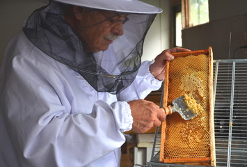 pszczelarz odsklepia ramkę z miodem podczas miodobrania - obrazy, fototapety, plakaty
