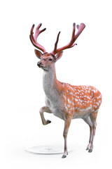 Spotted deer