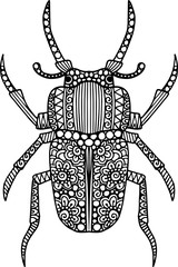 Hand drawn doodle beetle illustration