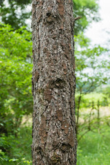 Close up of a tree in a pine forest in the UK