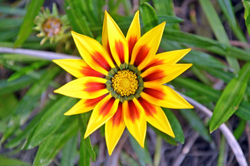 Vibrant red and yellow Gazania flower. Native to Africa.