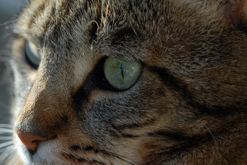 Regard de chat