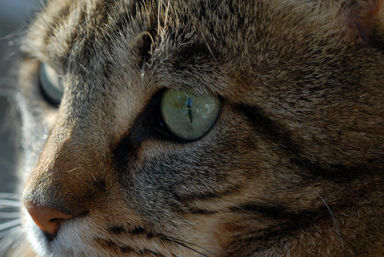 Regard de chat