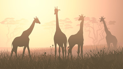 Horizontal illustration of wild giraffes in African savanna.