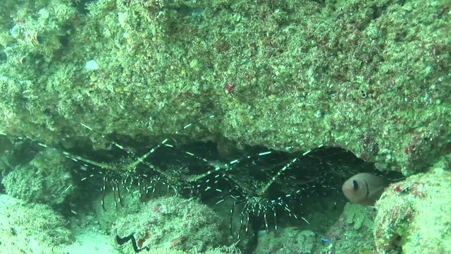 lobster coral life diving Mozambique South Africa Underwater Video