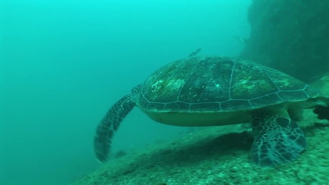 turtle coral life diving Mozambique South Africa Underwater Video