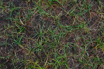 砂浜の海浜植物