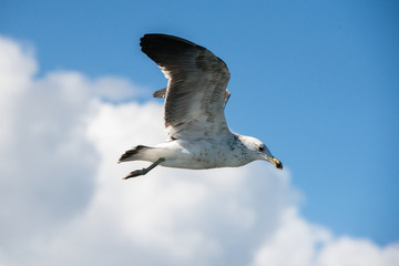 A large seagull flying in a bright blue sky
