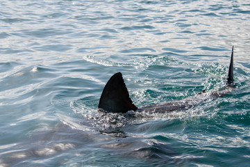 Fototapeta premium A great white sharks fin breaks the surface of the water, South Africa