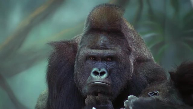 Big gorilla male, silverback lying, observing and scratching its eye. Close up shot
