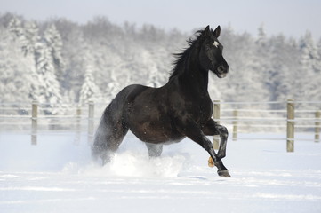 Naklejka na ściany i meble Galoppierendes Pferd im Schnee