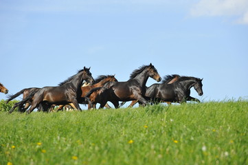 Naklejka premium Pferde galoppieren über Weide