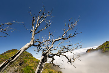 Dead trees on the way to Pico Ruivo, the highest point of the Madeira island, Portugal