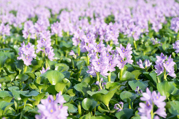 Water hyacinth at Motoyakushiji area,Kashihara,nara,japan