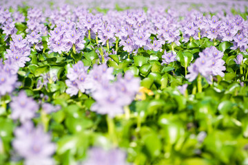 Water hyacinth at Motoyakushiji area,Kashihara,nara,japan