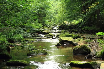 Foto op Plexiglas river in the czech forest © jonnysek