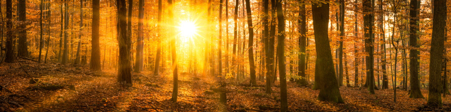 Fototapeta Lasowa panorama w jesieni z światłem słonecznym