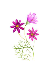 Watercolor painting of a cosmos flowers