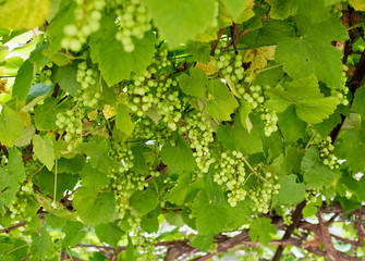 Looking up from below at green grapes on a vine
