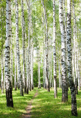 Summer pathway in the sunny birch forest