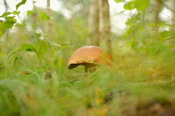 Mushrooms Bolete, fungus in wild (Boletus pinophilus)