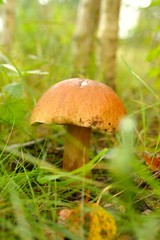 Mushrooms Bolete, fungus in wild (Boletus pinophilus)