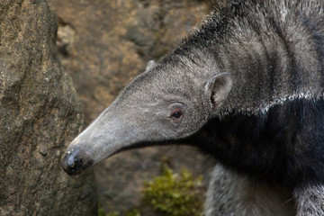 Obraz premium Giant anteater (Myrmecophaga tridactyla).