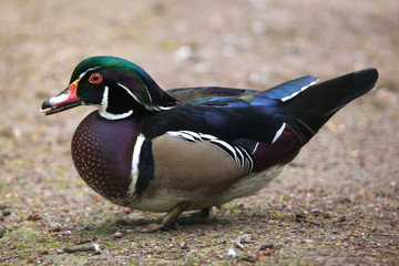 Carolina duck (Aix sponsa).