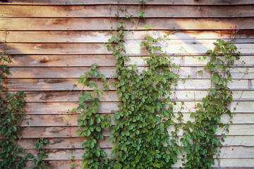 Old wood wall with dirty green weed,old abandoned house,color toned.