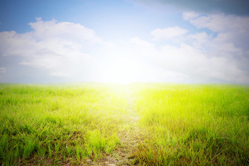 Fototapeta na wymiar pathway, in green grass with blue sky background.
